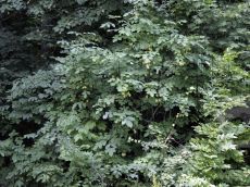 Staphylea-pinnata_плодоношение_2